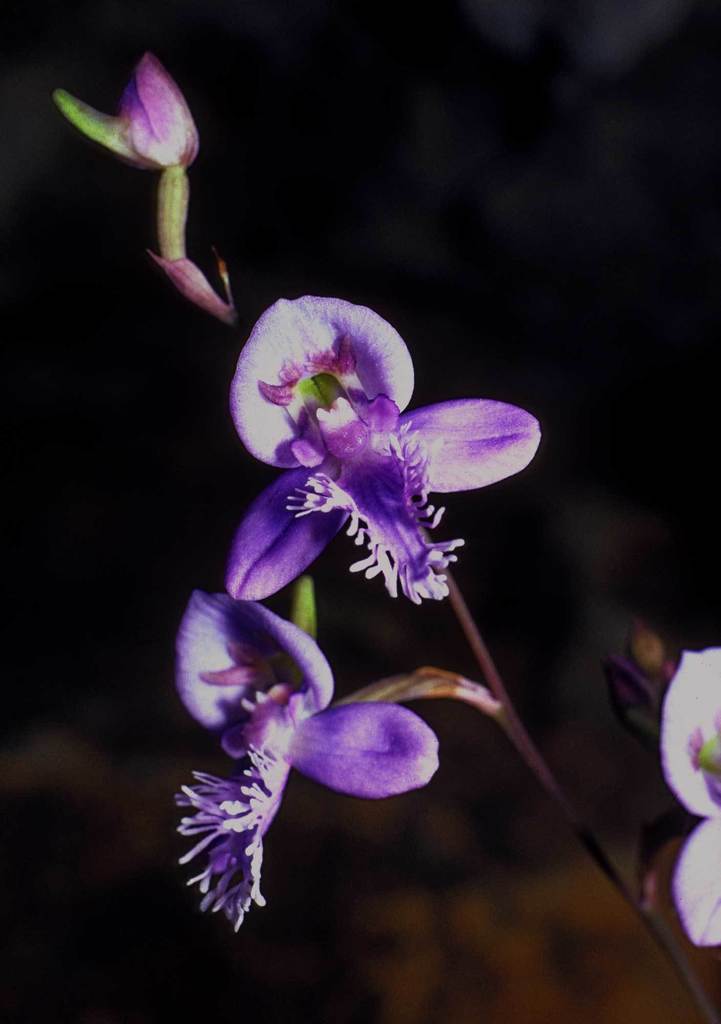 Disa baurii image