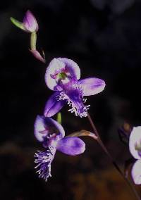 Image of Disa baurii