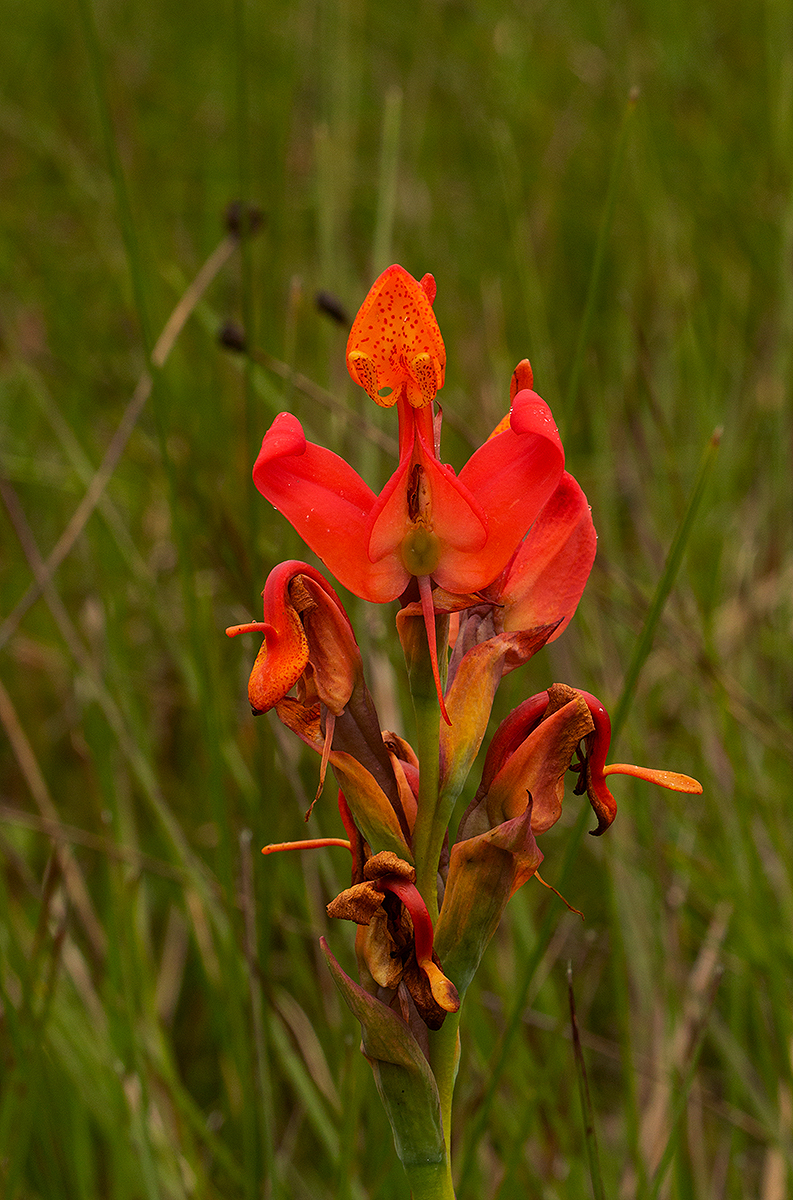 Disa erubescens image