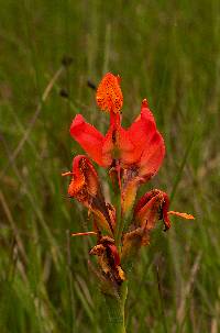 Image of Disa erubescens