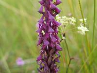 Image of Disa hircicornis