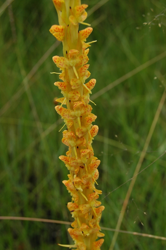 Disa ochrostachya image