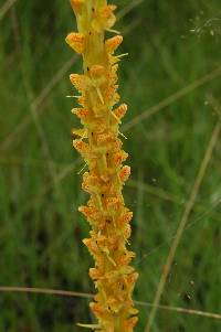 Image of Disa ochrostachya