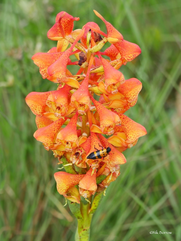 Disa robusta image