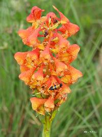 Image of Disa robusta
