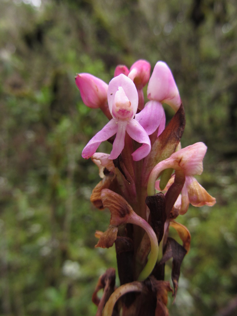 Disa stairsii image