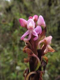 Image of Disa stairsii