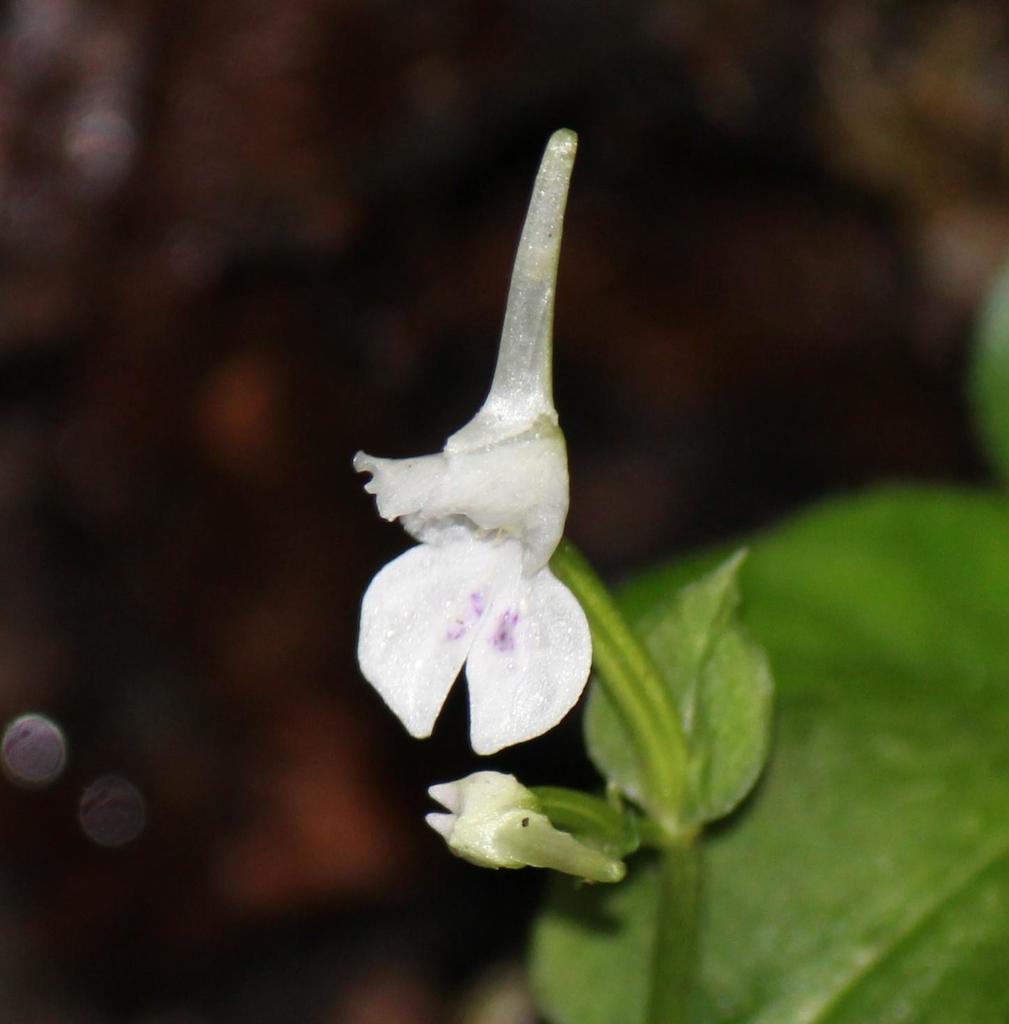 Disperis anthoceros image