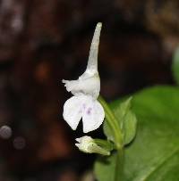 Image of Disperis anthoceros
