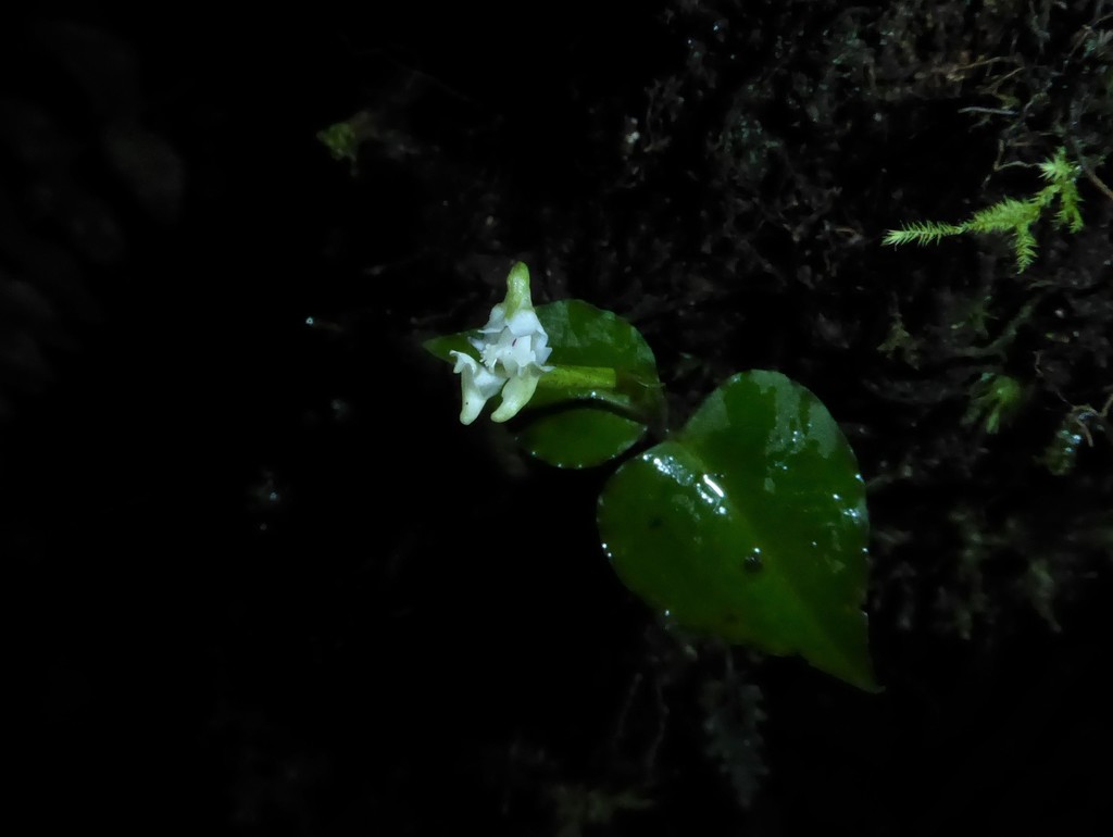Disperis thomensis image