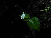 Image of Disperis thomensis