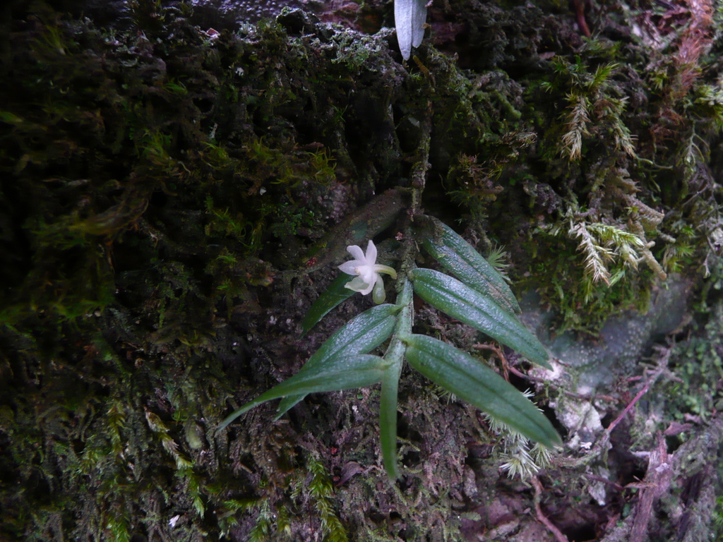 Eggelingia clavata image