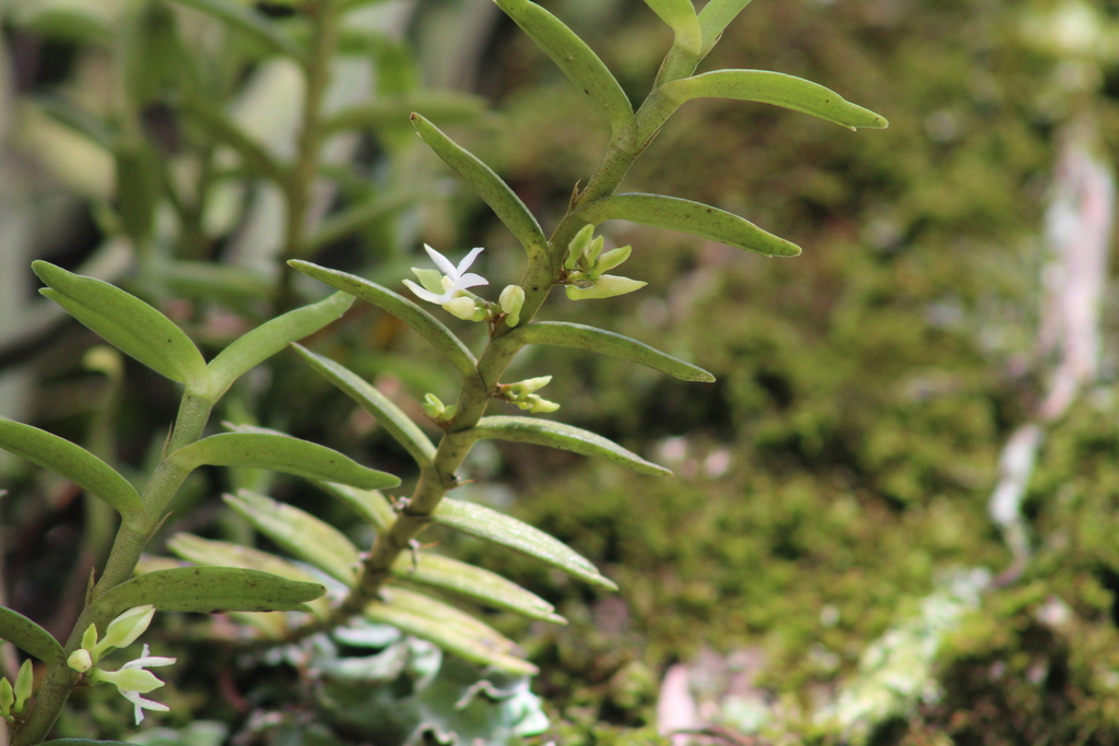 Eggelingia ligulifolia image