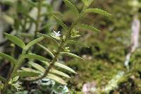 Image of Eggelingia ligulifolia