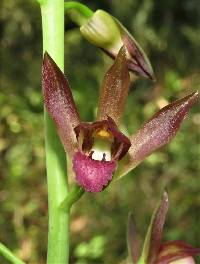 Image of Eulophia alta