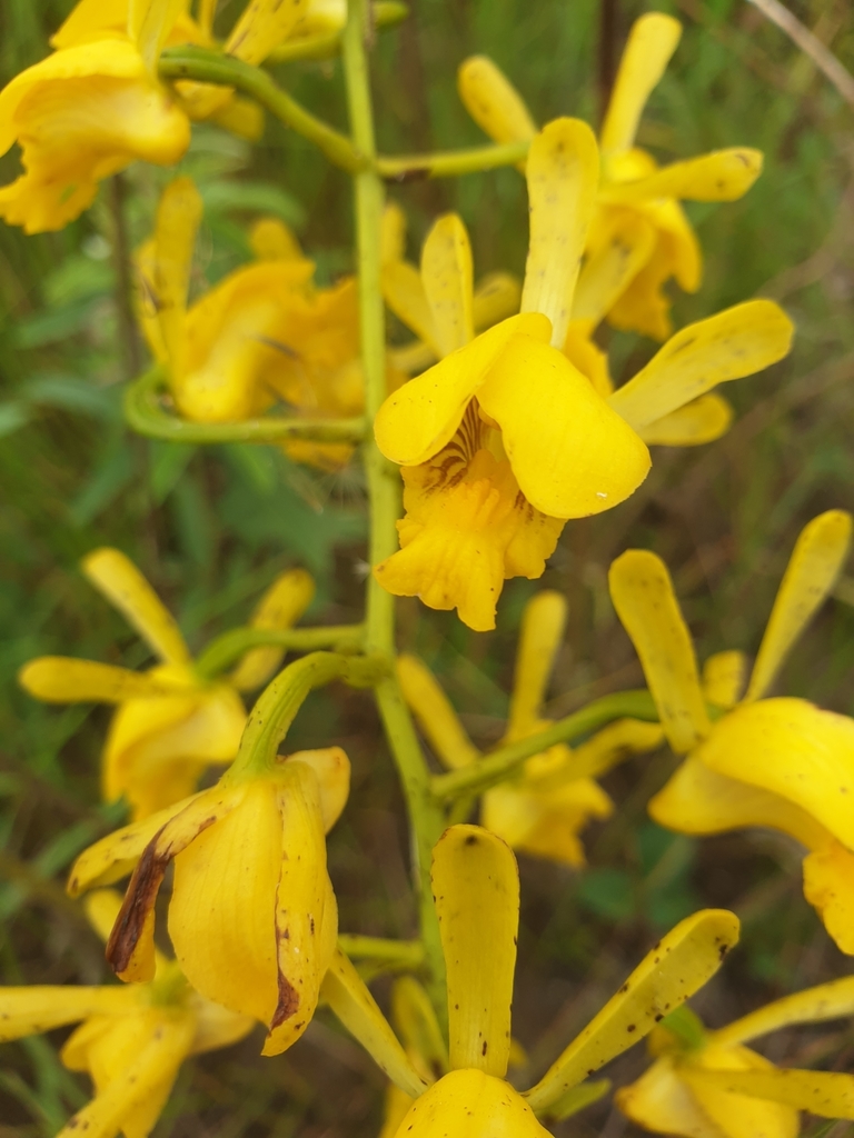 Eulophia angolensis image