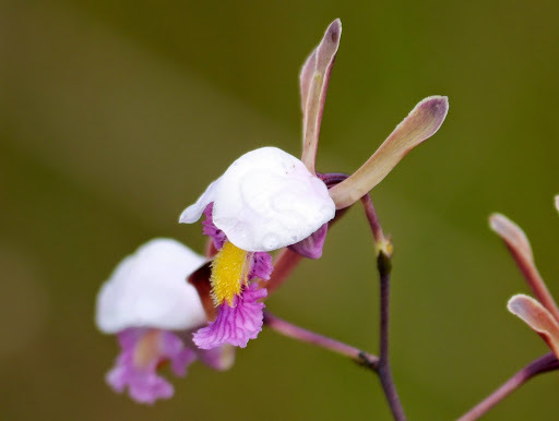 Eulophia caricifolia image