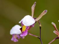 Image of Eulophia caricifolia