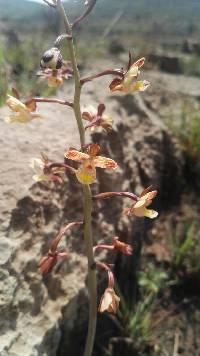 Image of Eulophia clitellifera