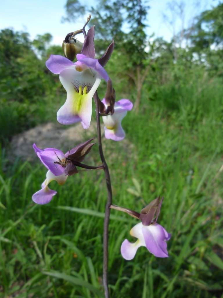 Eulophia cucullata image