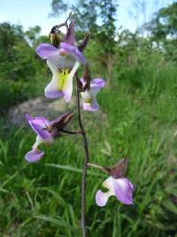 Image of Eulophia cucullata