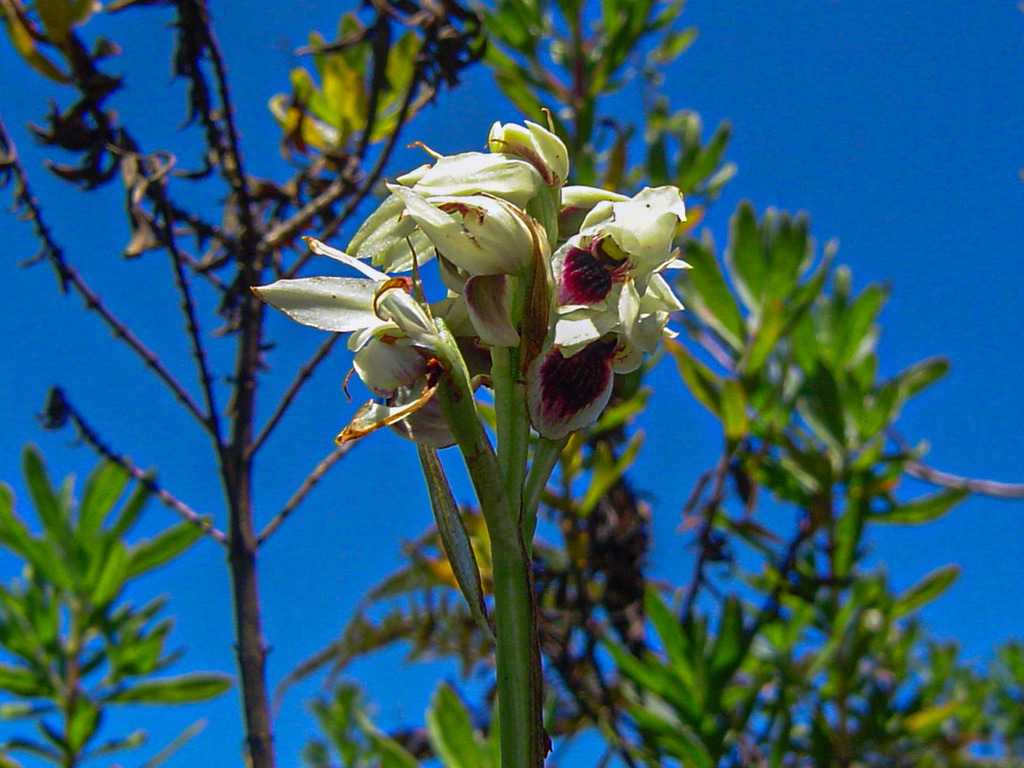 Eulophia eustachya image