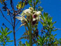 Image of Eulophia eustachya