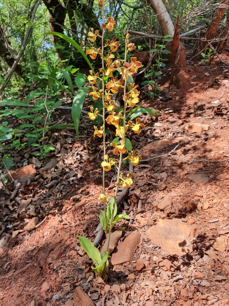 Eulophia friderici image