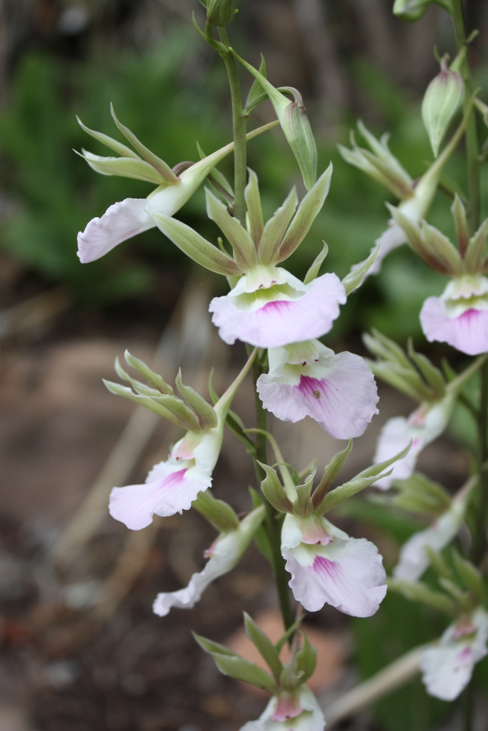 Eulophia guineensis image