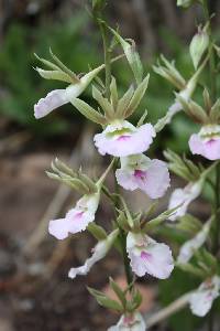 Image of Eulophia guineensis
