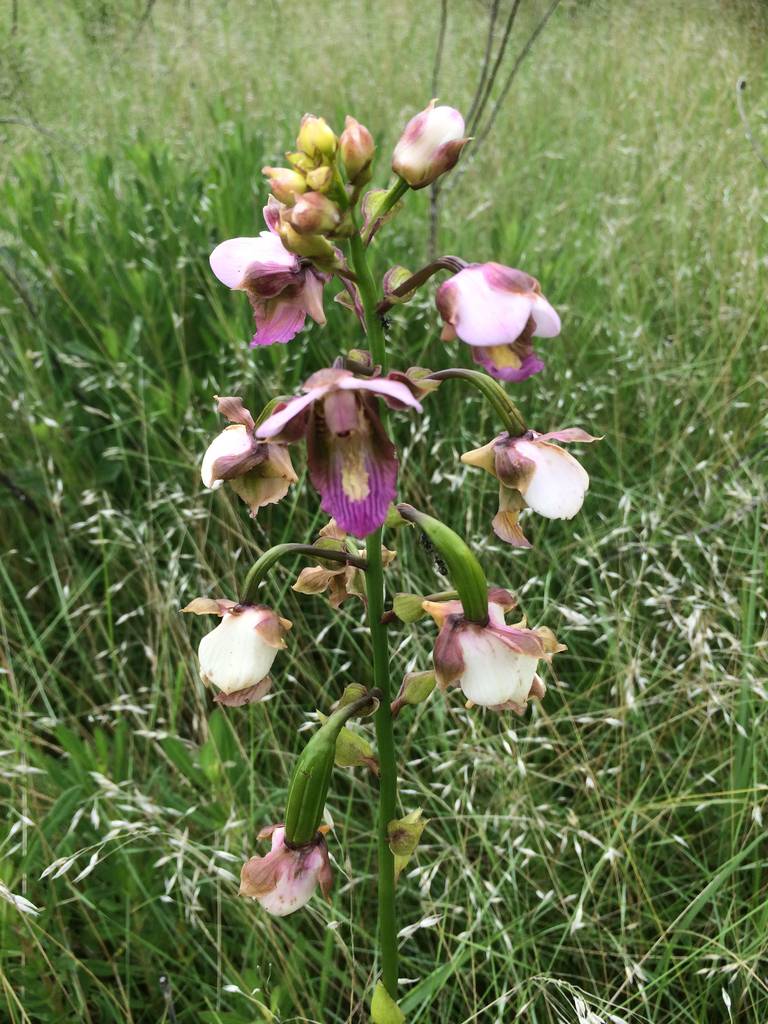 Eulophia horsfallii image