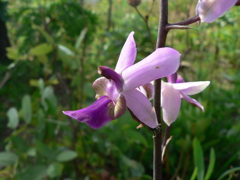 Eulophia livingstoneana image