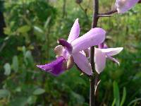 Image of Eulophia livingstoneana