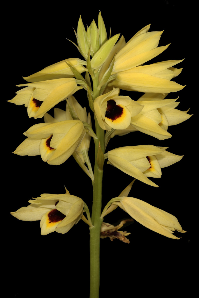 Eulophia mechowii image