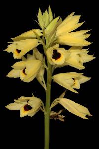 Image of Eulophia mechowii
