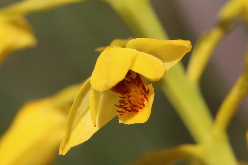 Eulophia image