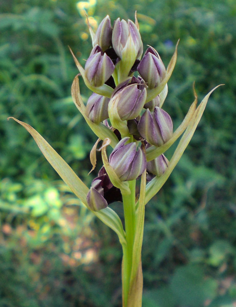 Eulophia ruwenzoriensis image