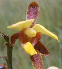 Image of Eulophia streptopetala