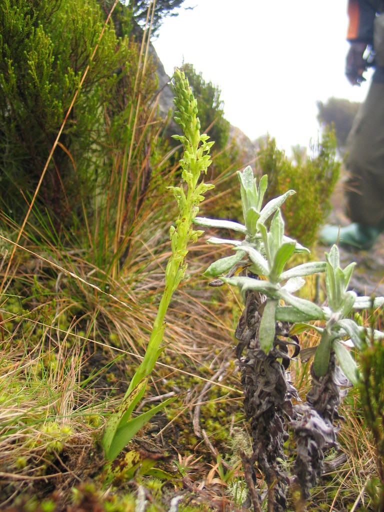 Habenaria attenuata image