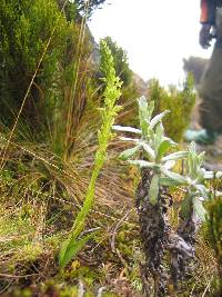 Image of Habenaria attenuata