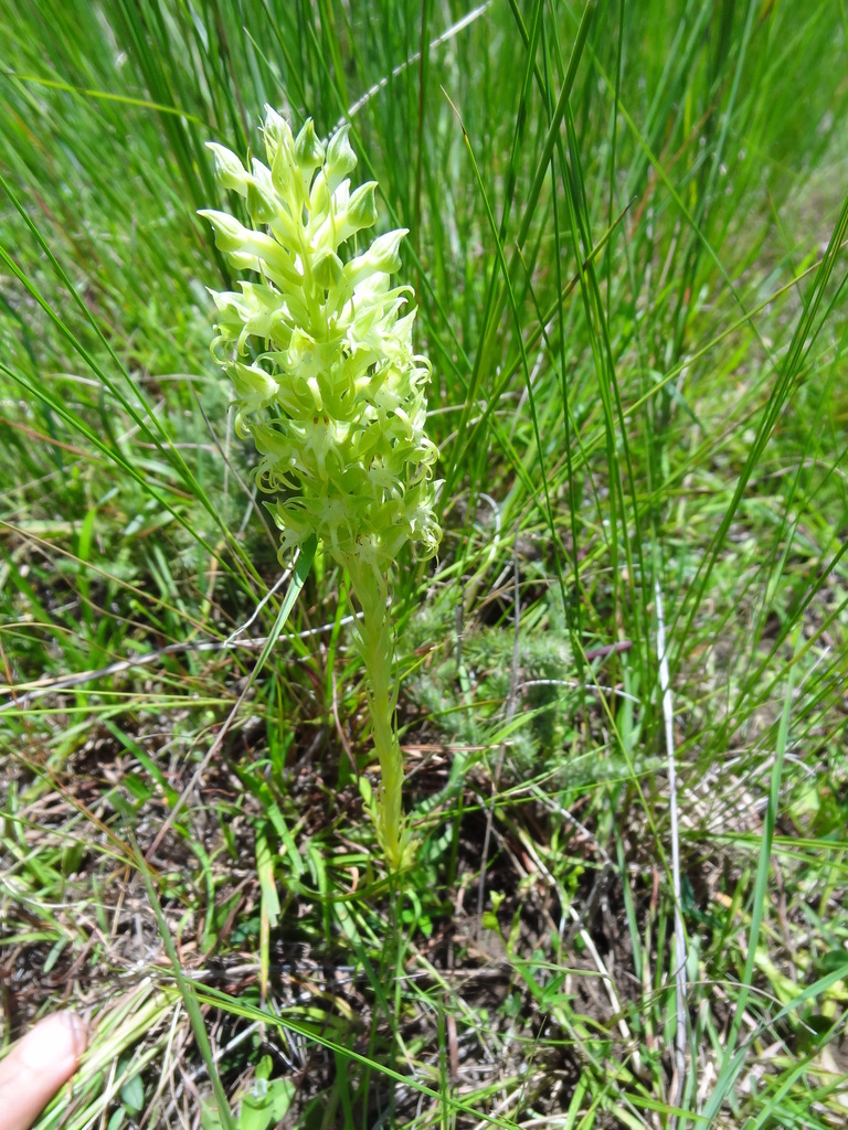 Habenaria dregeana image