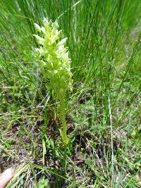 Image of Habenaria dregeana