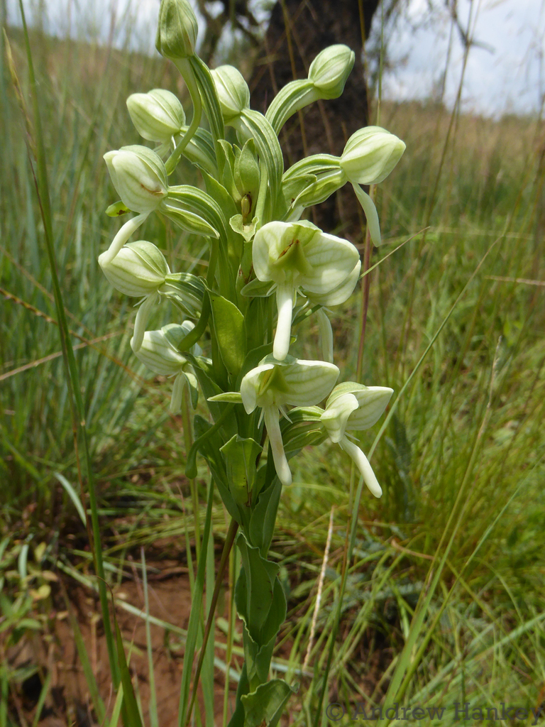 Habenaria epipactidea image