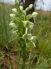 Image of Habenaria epipactidea