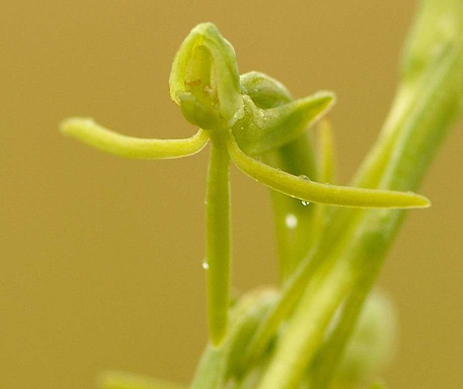 Habenaria filicornis image