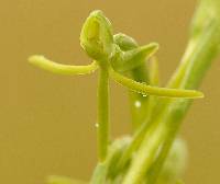 Image of Habenaria filicornis