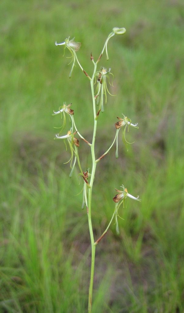 Habenaria ichneumonea image