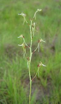 Image of Habenaria ichneumonea