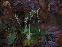 Habenaria ichneumonea image