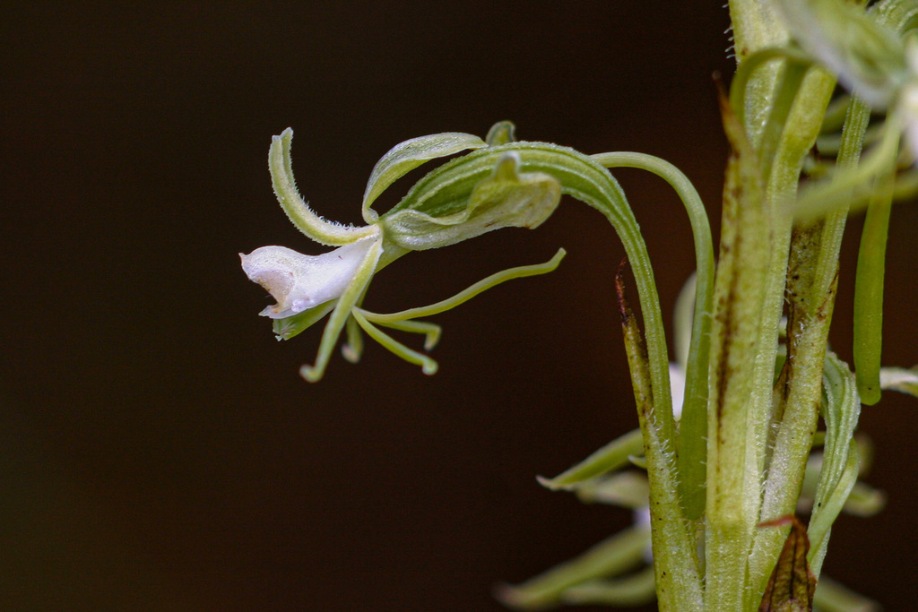 Habenaria macrostele image